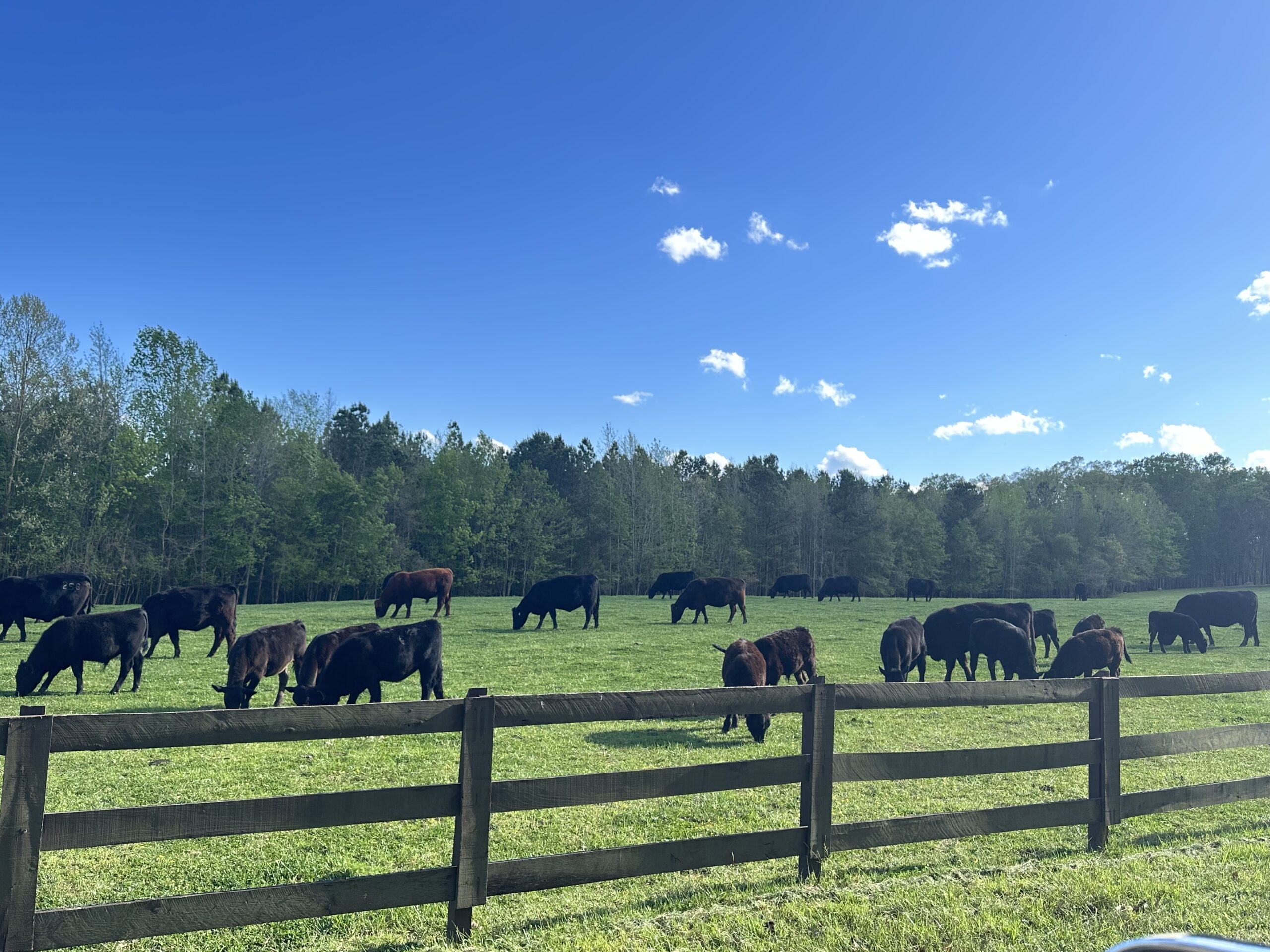 La Processione al Tempio di Auralis