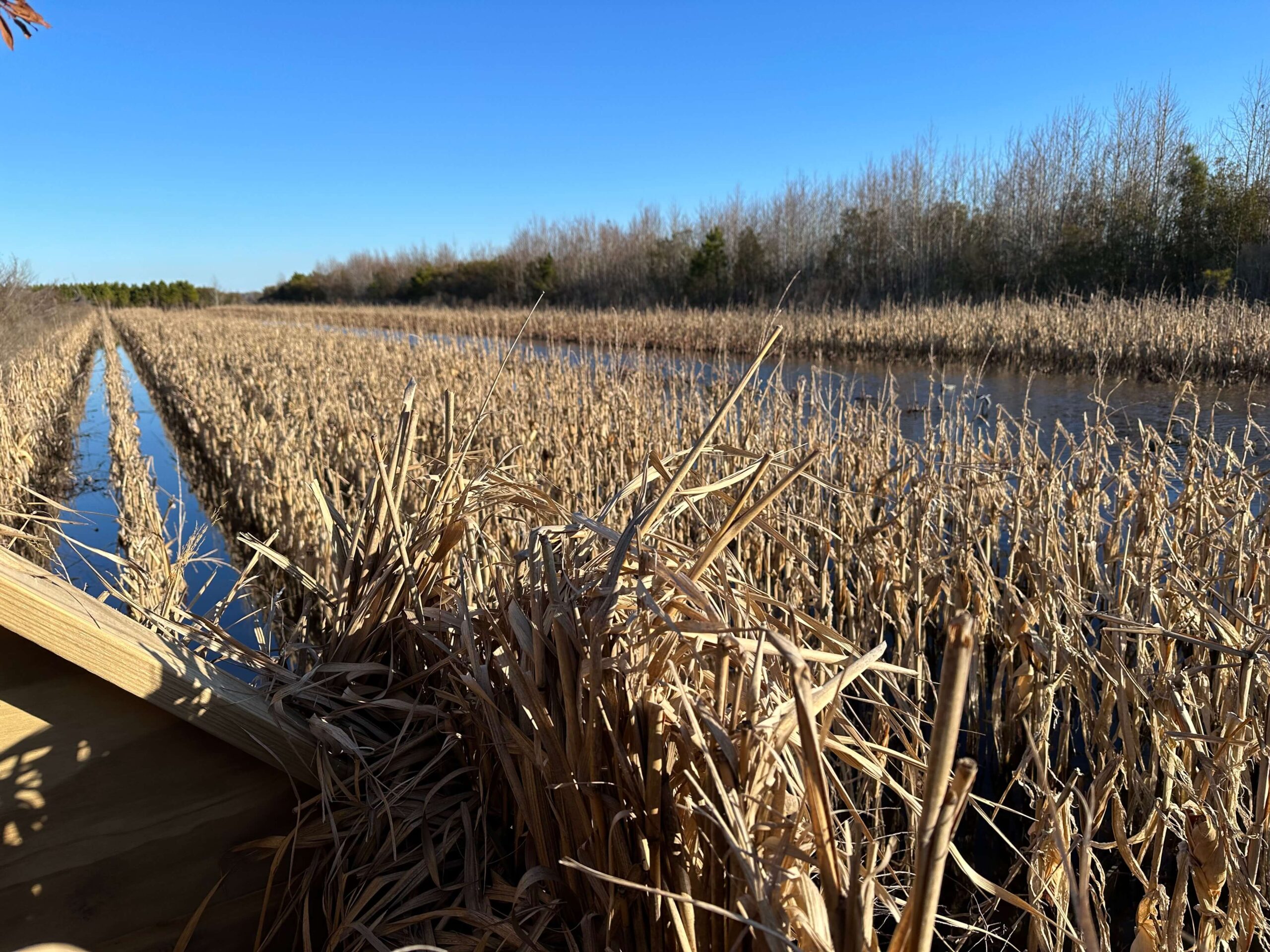 La Processione al Tempio di Auralis