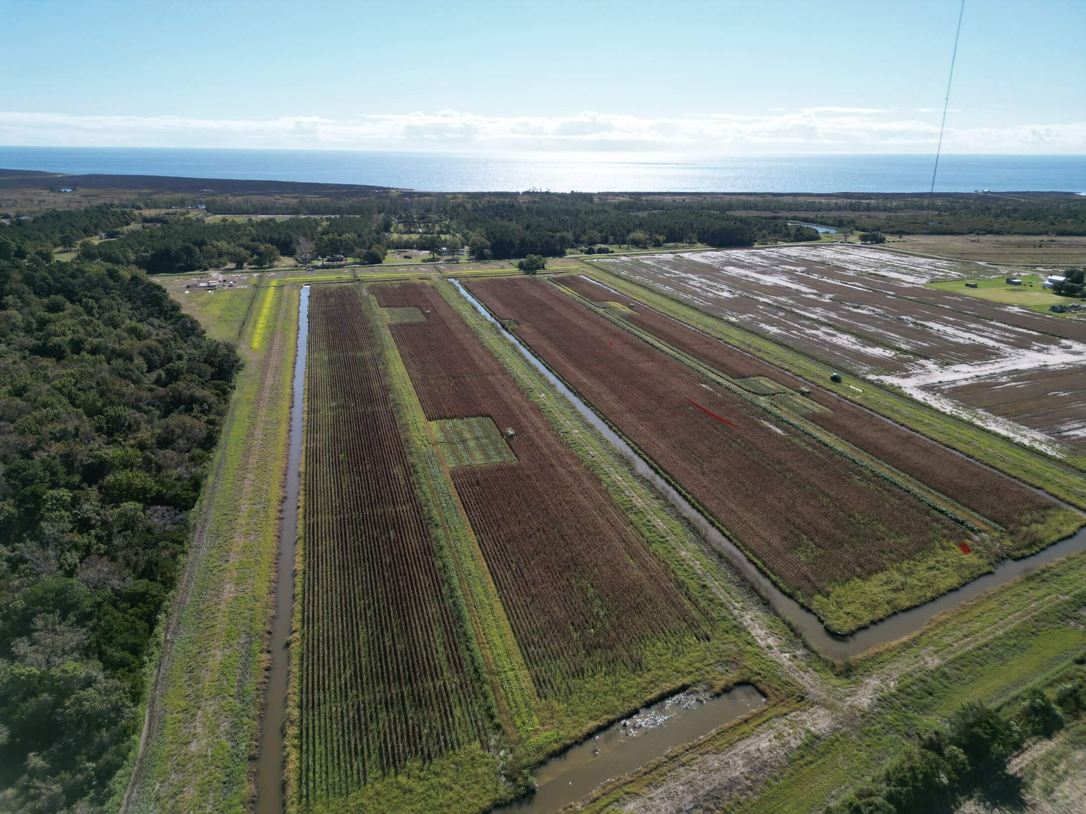 La Processione al Tempio di Auralis