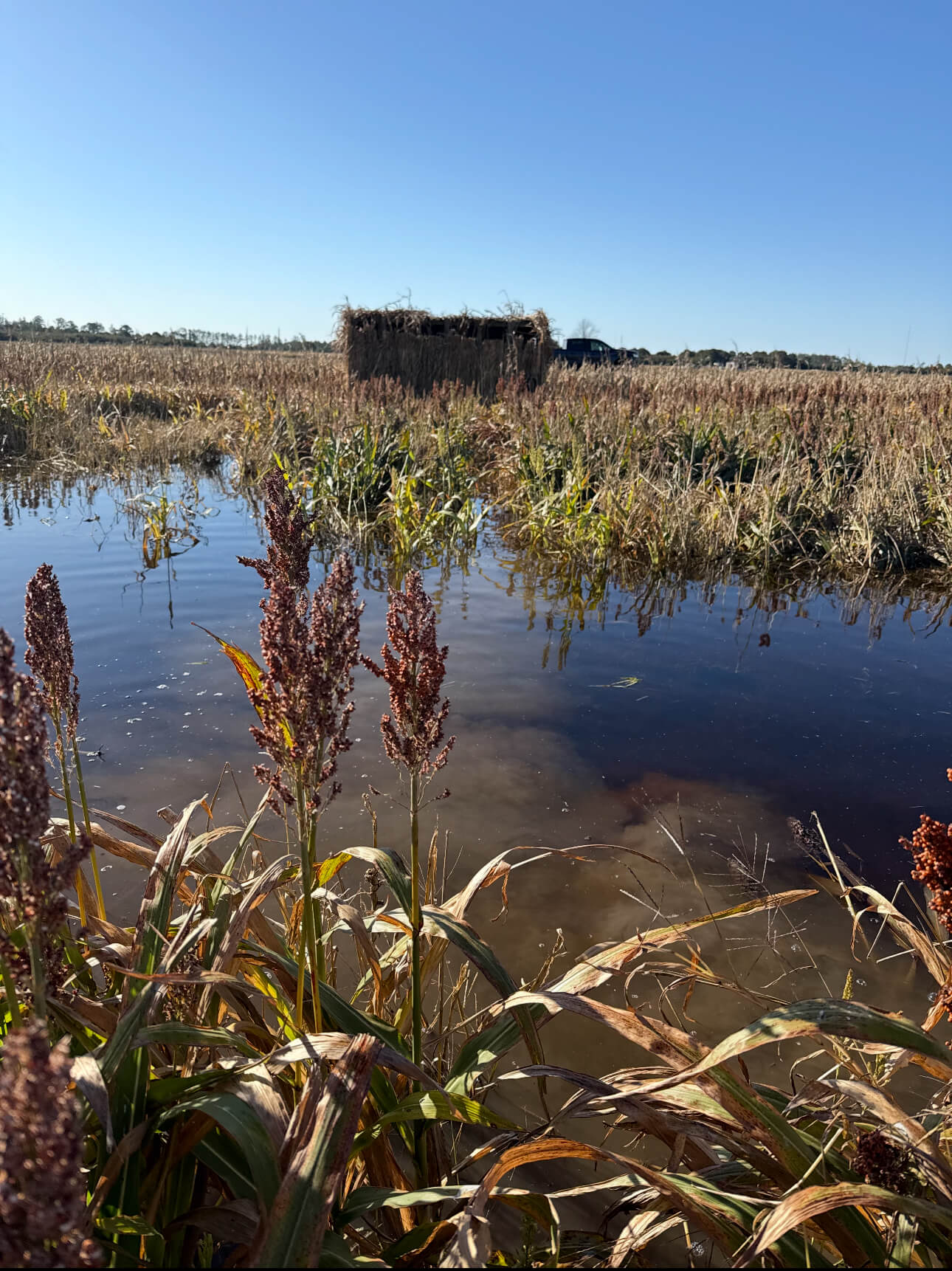 La Processione al Tempio di Auralis