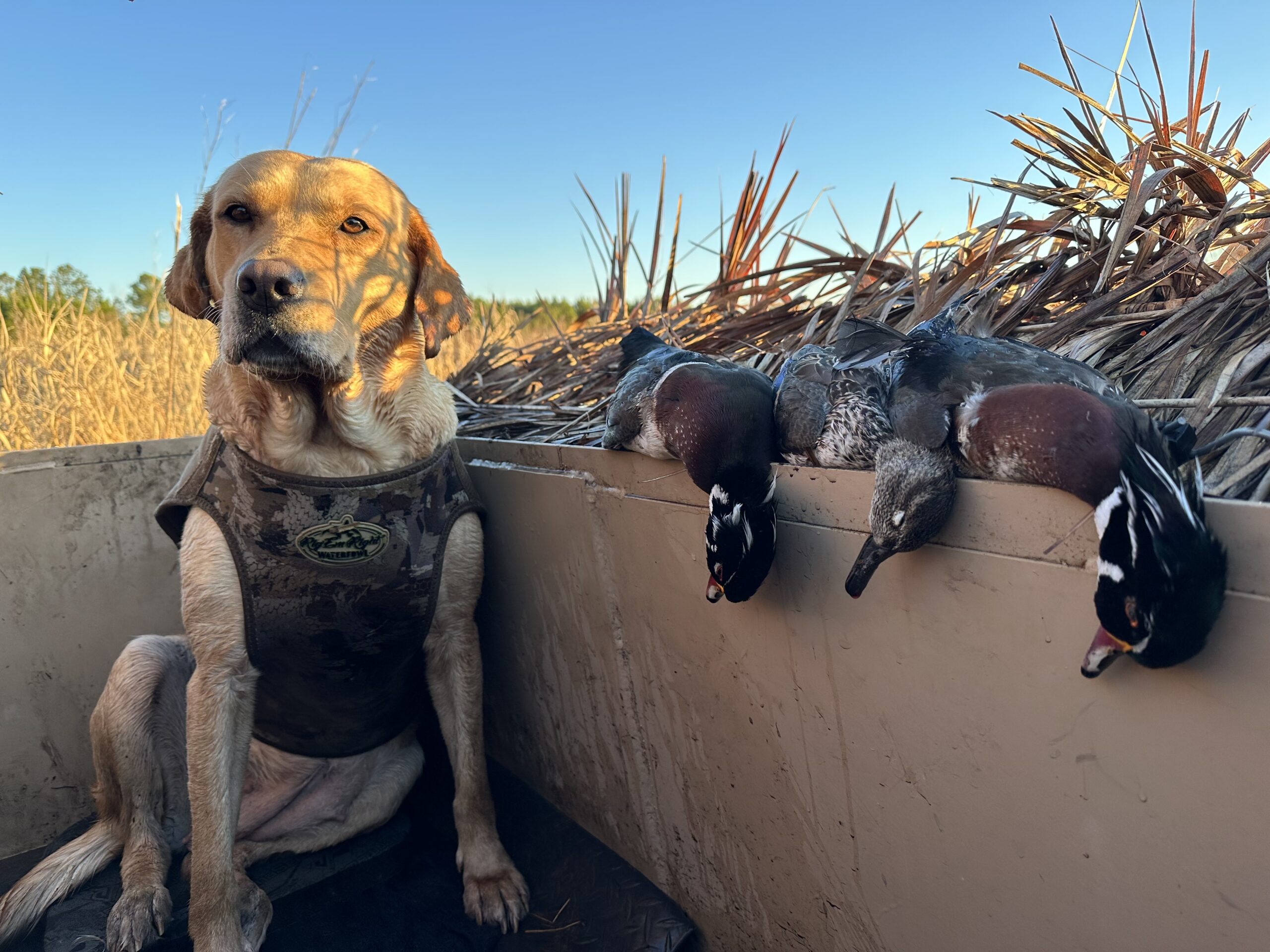 La Processione al Tempio di Auralis