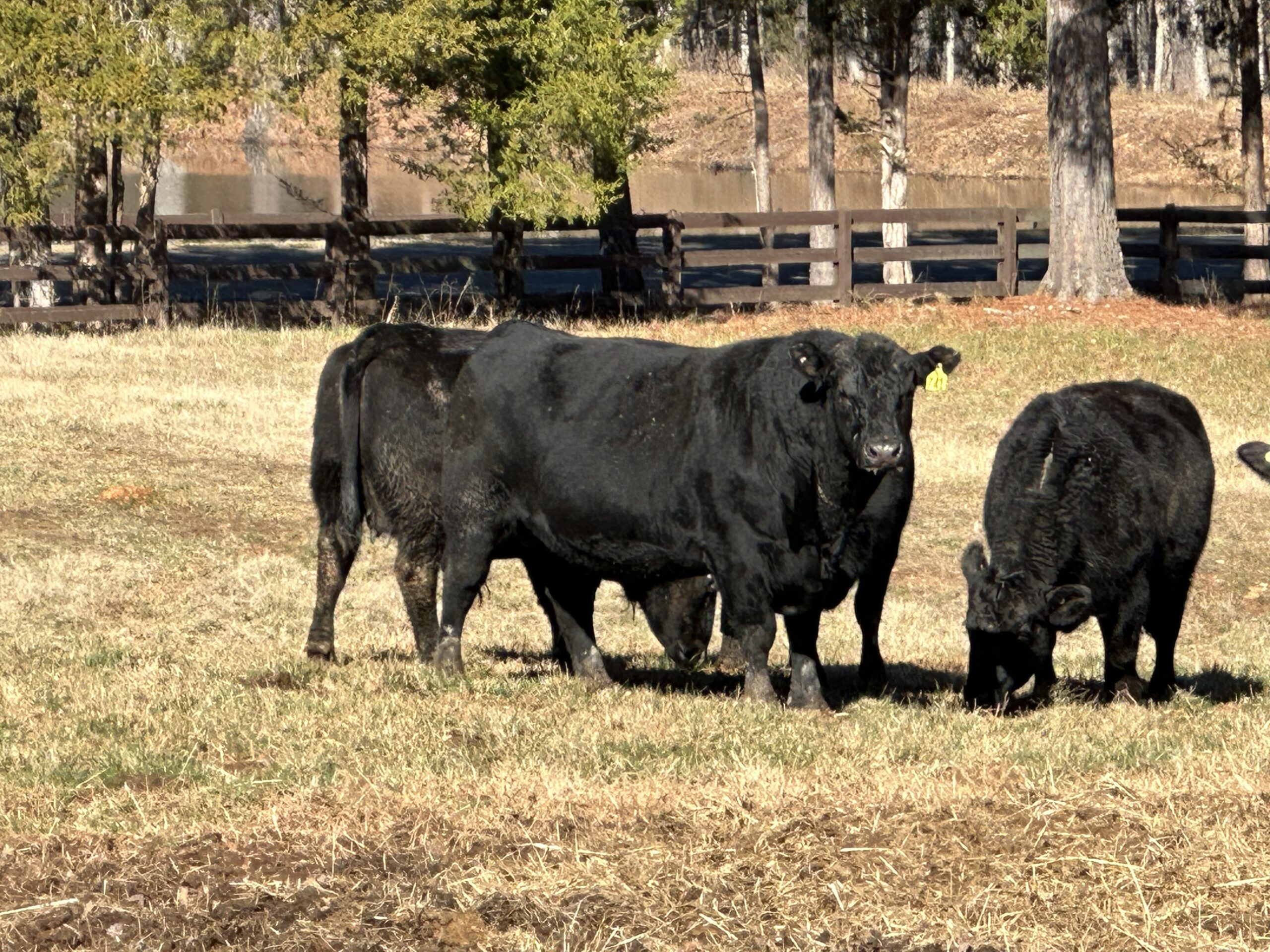 La Processione al Tempio di Auralis